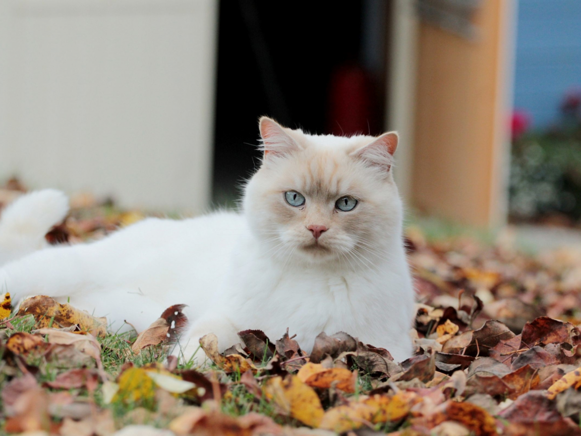 кот, взгляд, лежит на листьях