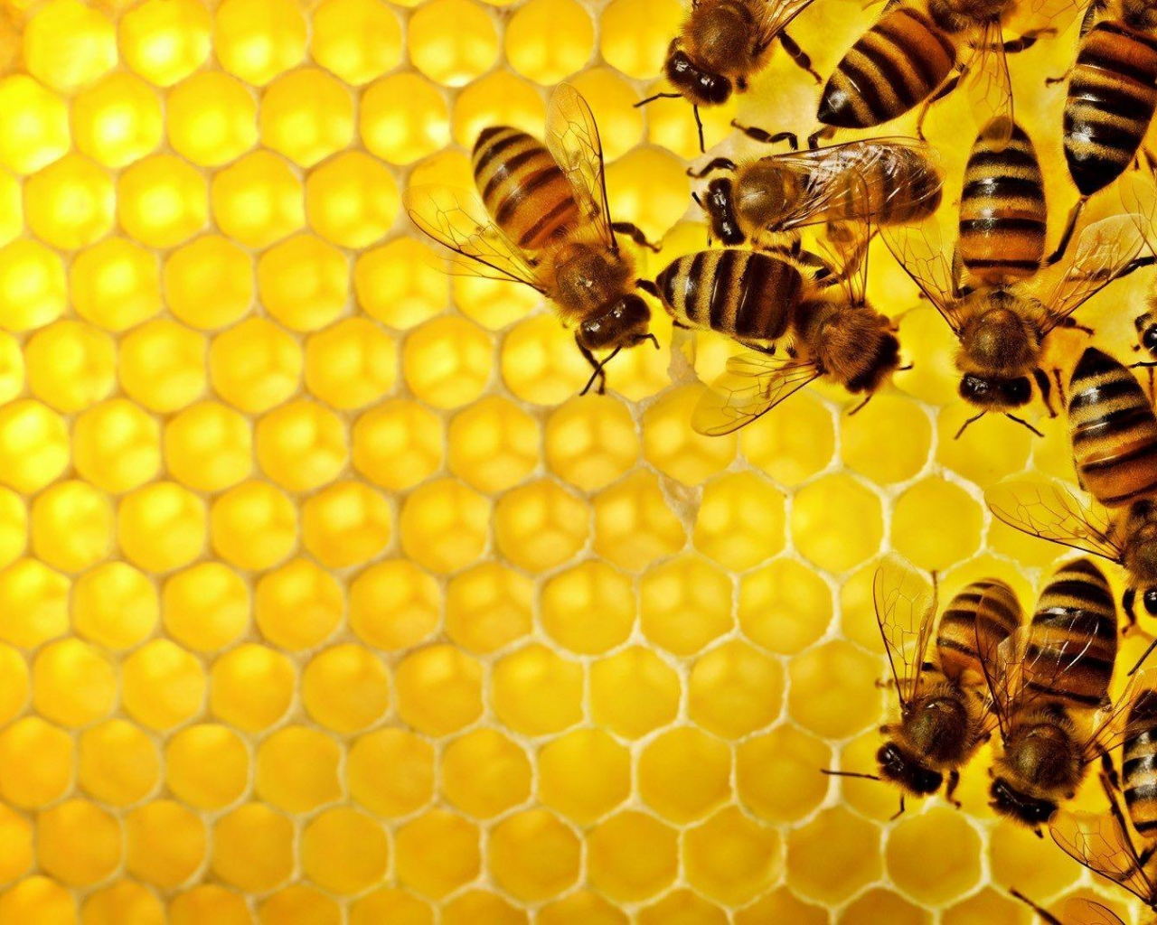 макро, пчела, насекомое, соты, мёд