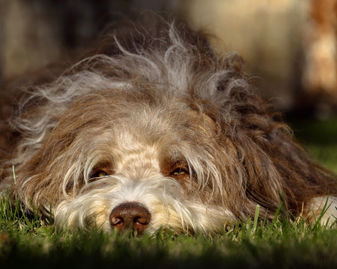 собака, животное, лежит на траве