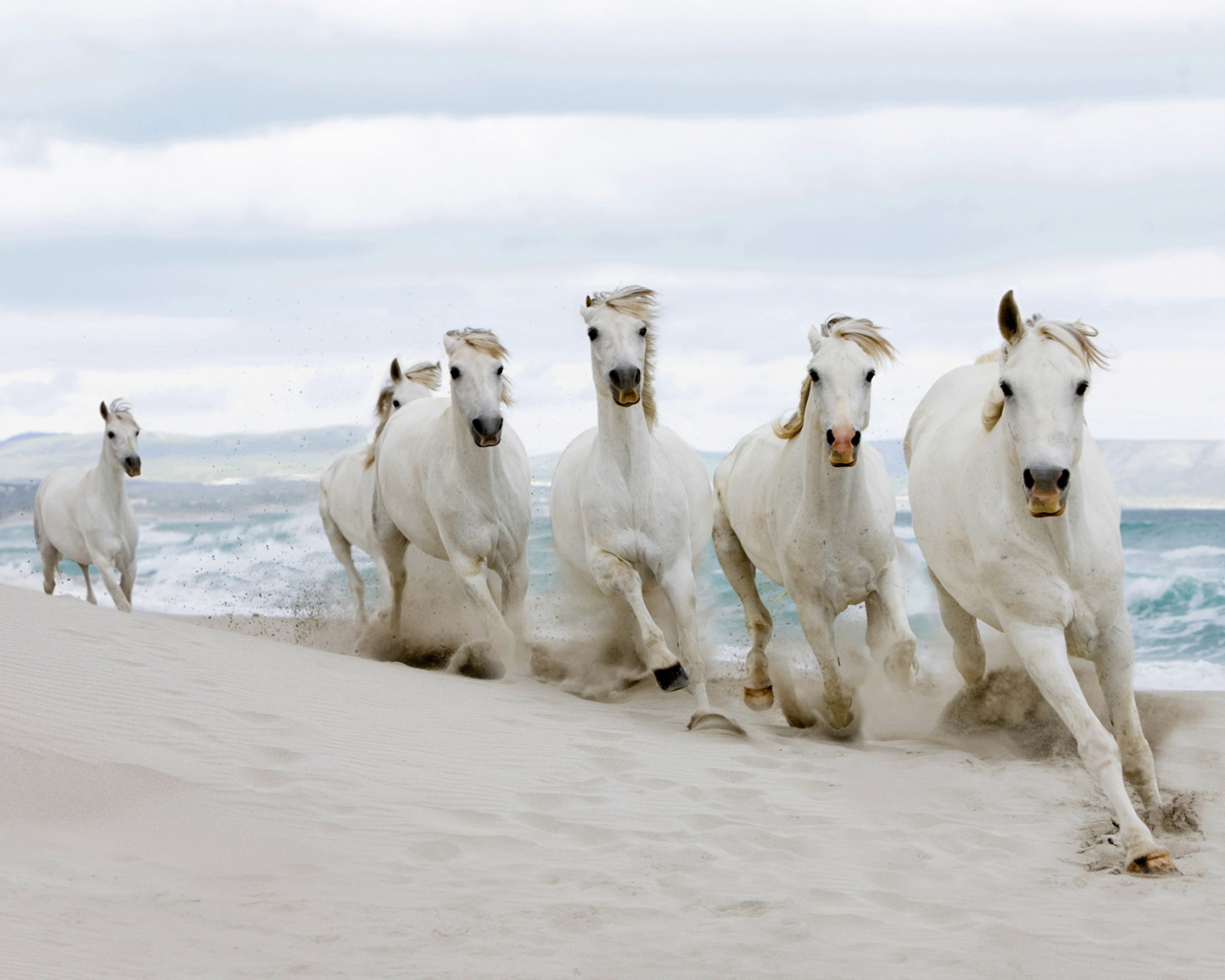лошади, табун, пляж