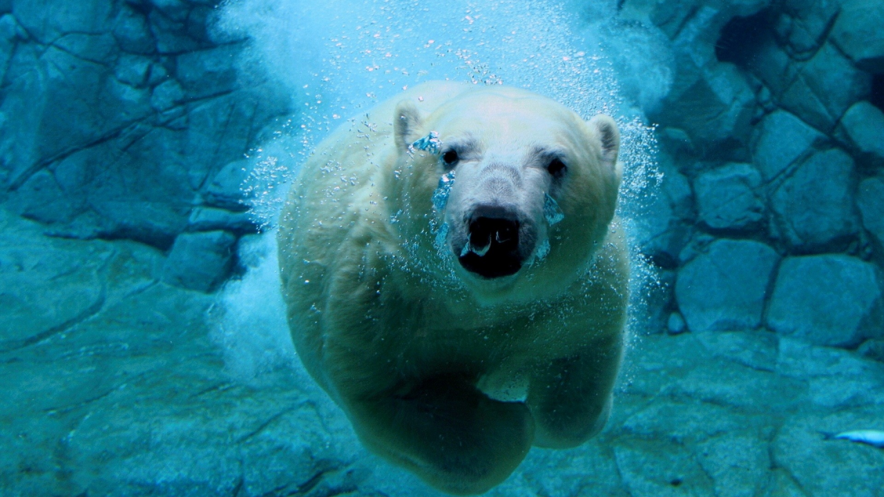 медведь белый, под водой