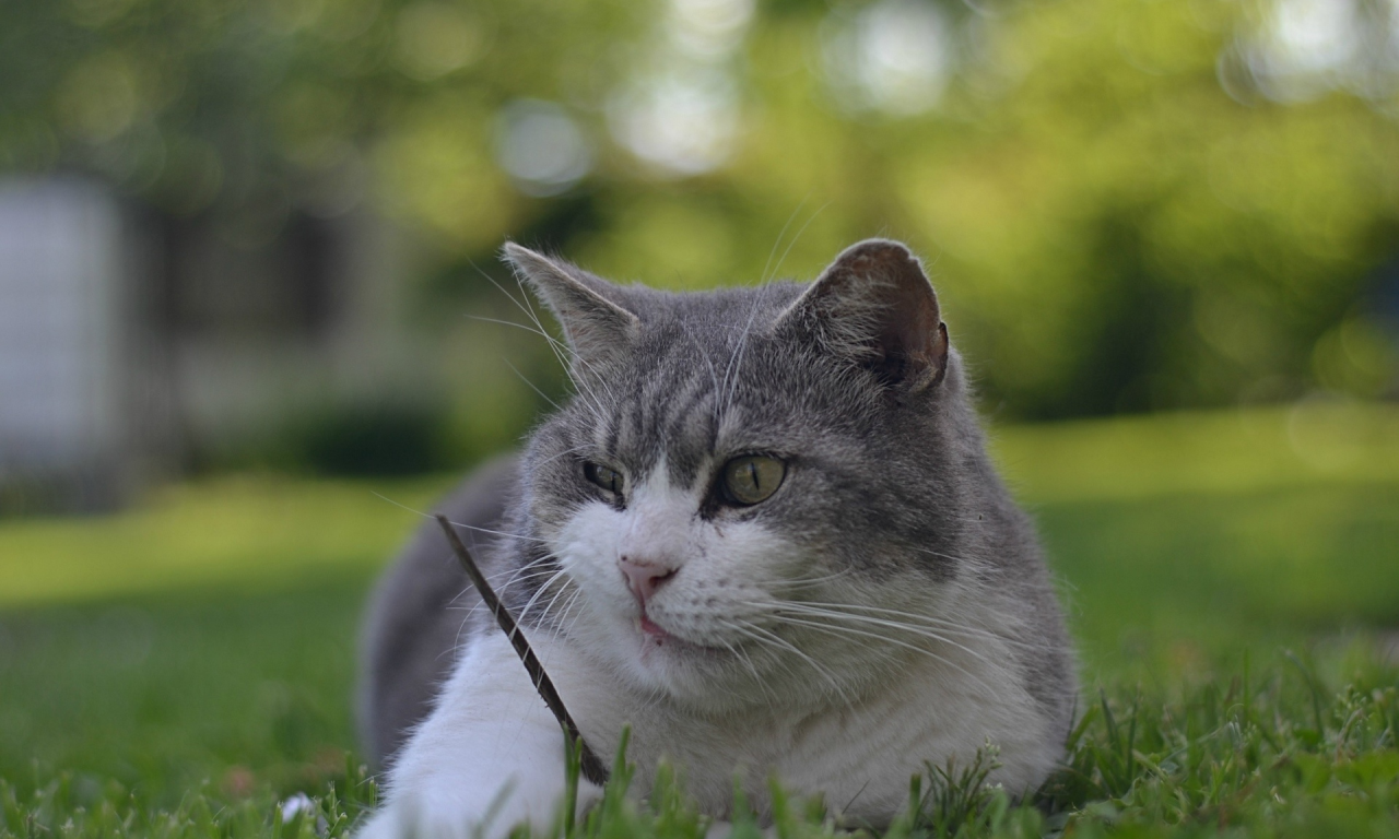 кот, лежит на траве