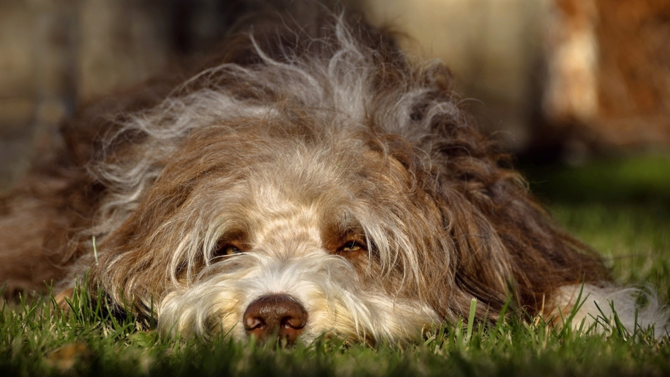собака, животное, лежит на траве