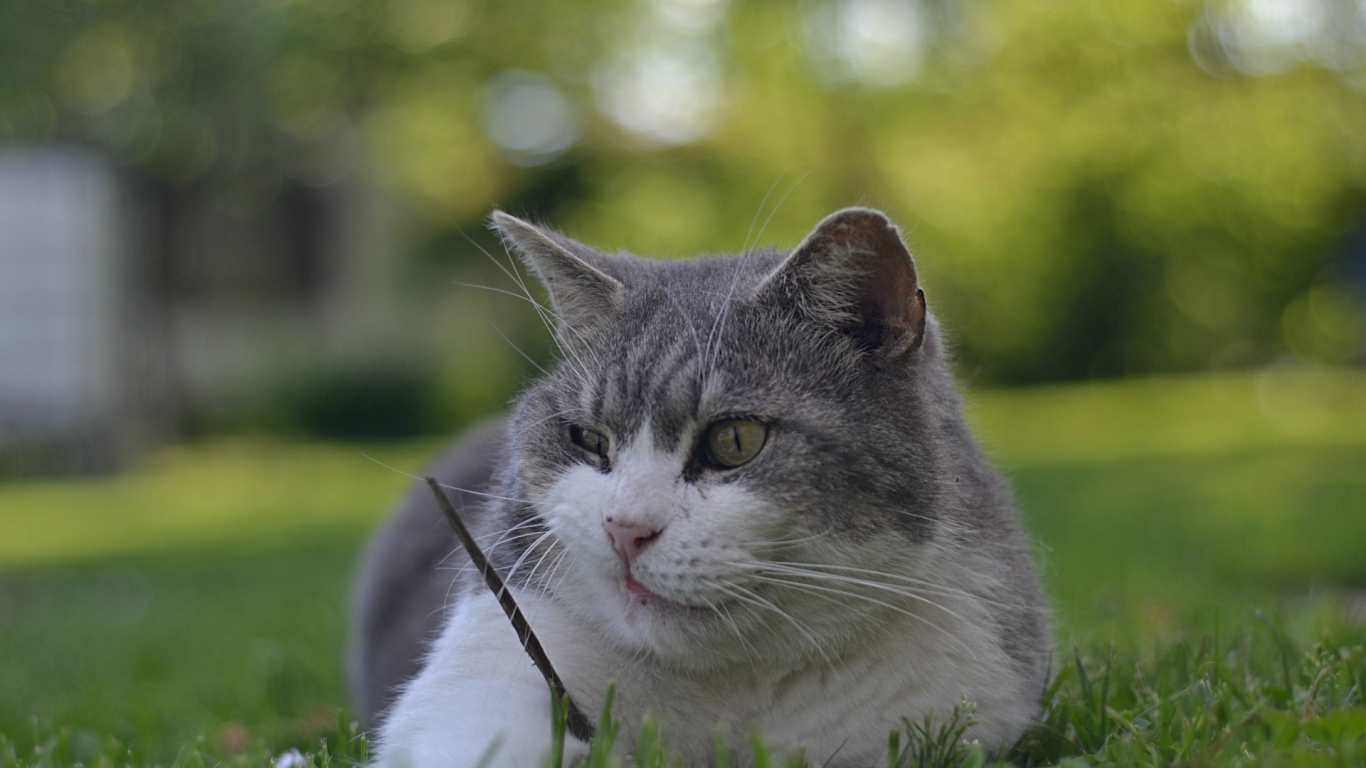кот, лежит на траве
