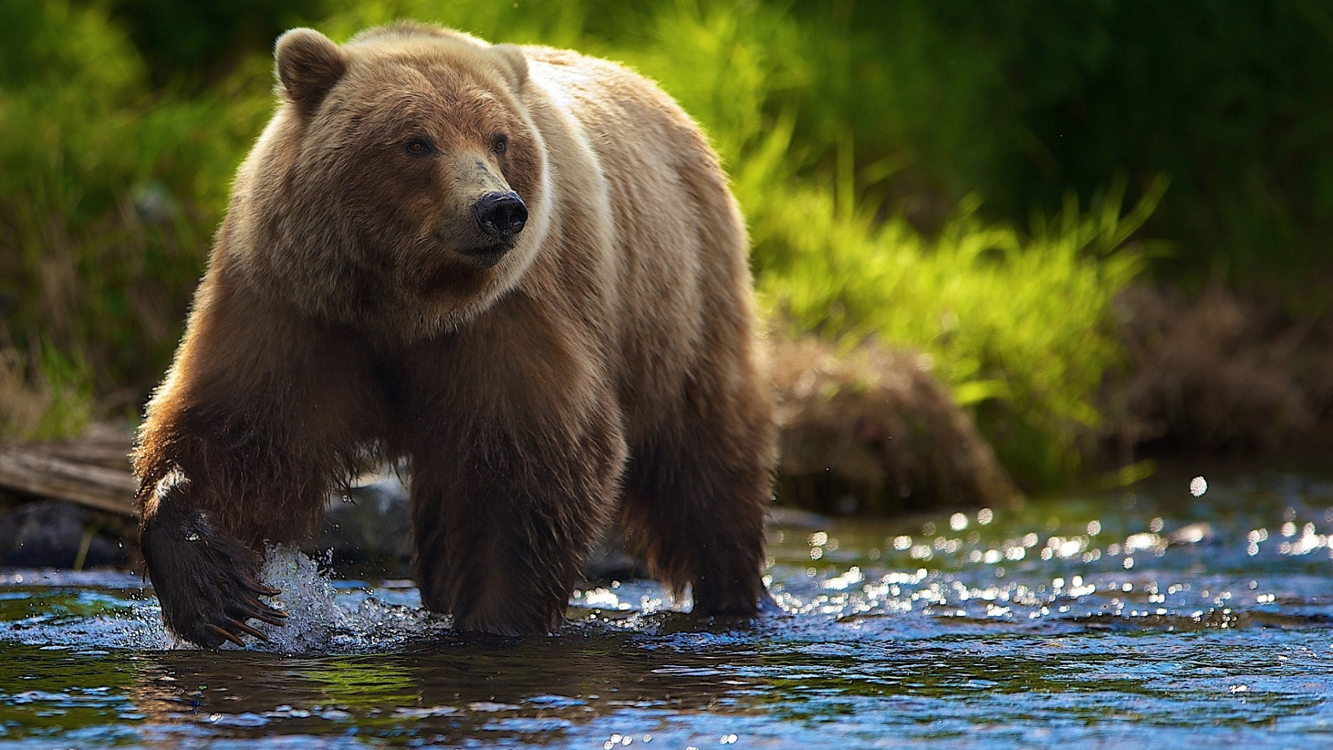 медведь бурый, животное, река