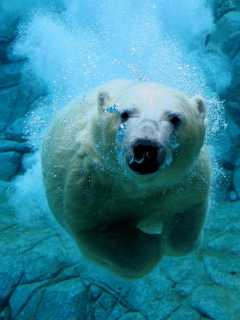 медведь белый, под водой