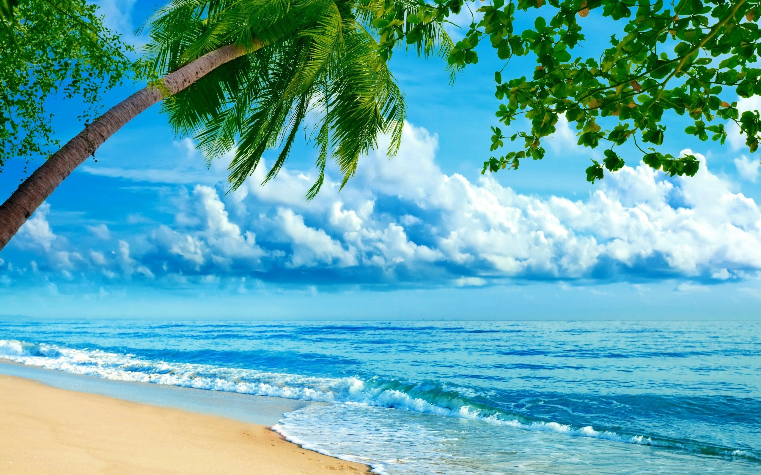 океан, берег, пляж, пальма