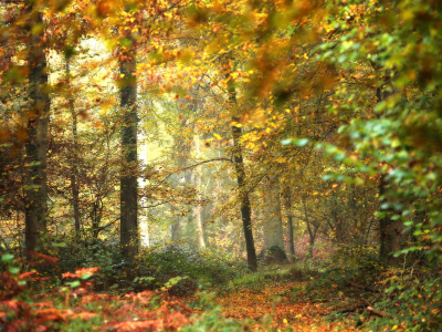 лес, осень, туман
