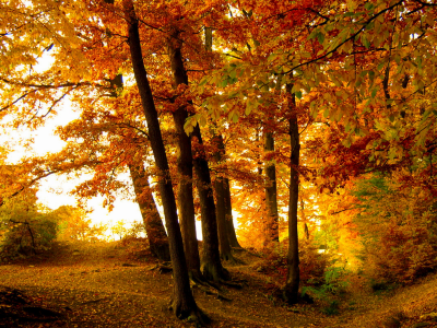 лес, деревья, осень
