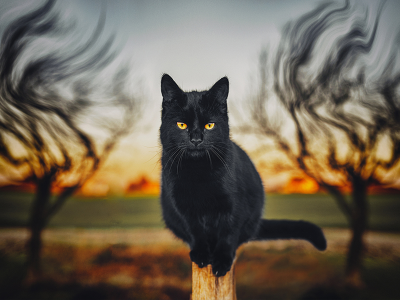 кот, чёрный кот
