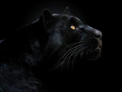 пантера чёрная, взгляд