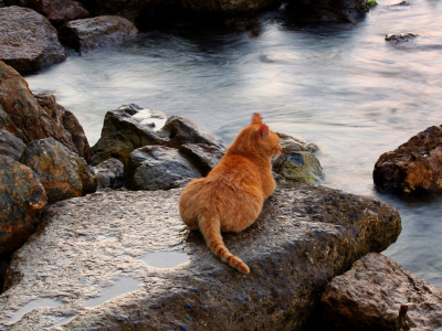 кот рыжий, сидит на камне