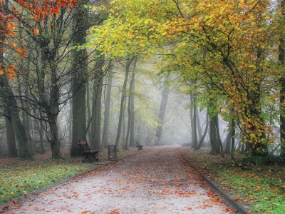 парк, осень, деревья, листопад, туман