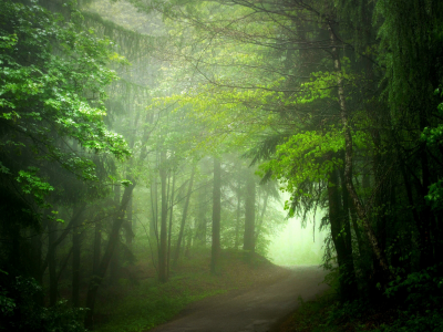 лес, деревья, туман, дорога