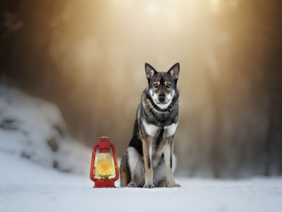 собака, снег, фонарь