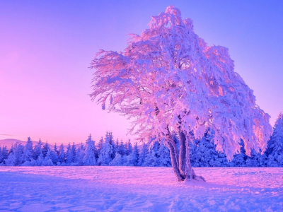 природа, зима, снег, дерево, поле
