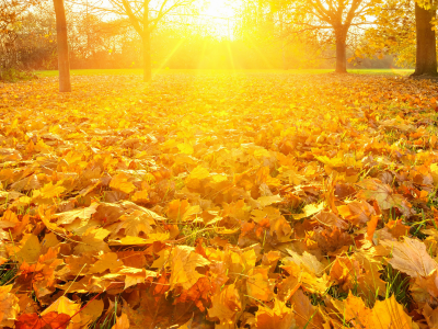 листья жёлтые, осень
