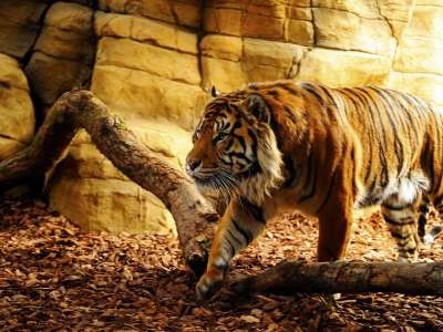 тигр, животное