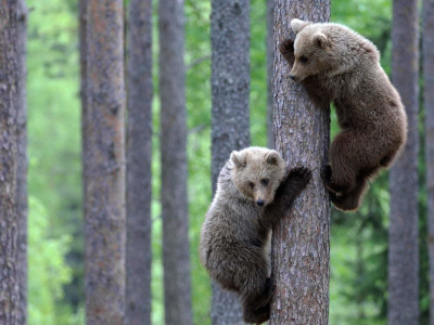 медвежата, на дереве