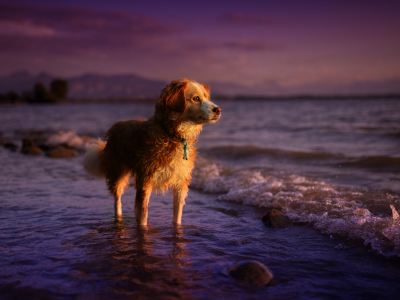 собака, животное, закат, море