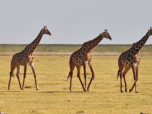 жирафы, африка