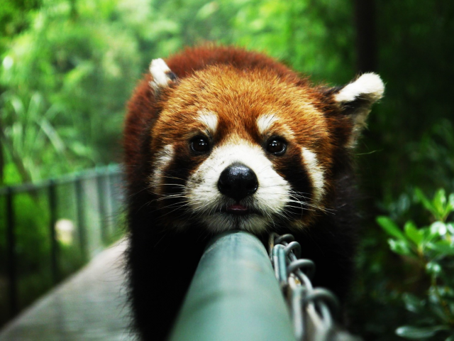 панда красная, животное