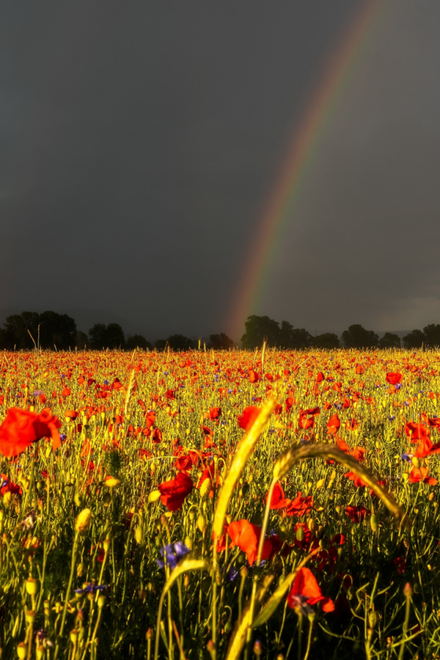 поле, цветы, радуга