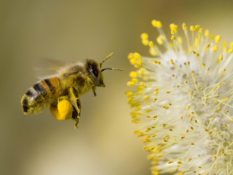 макро, пчела, насекомое