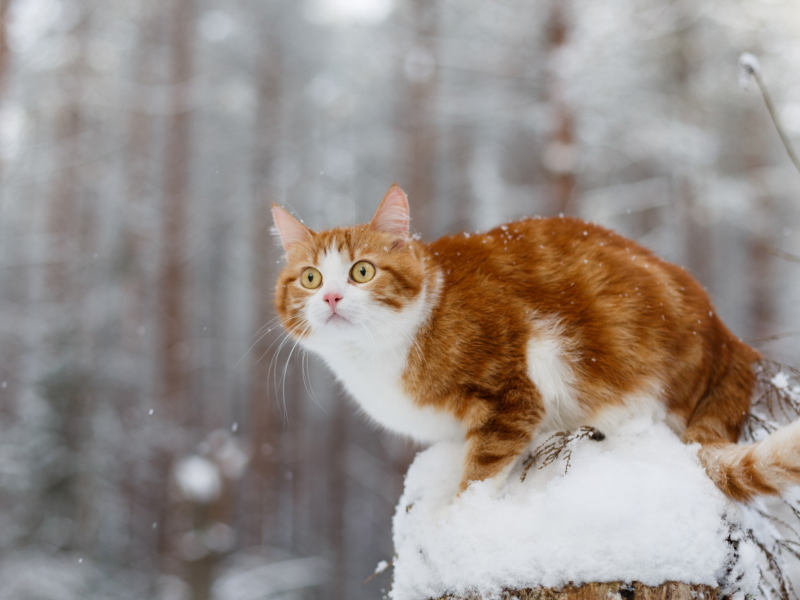 кот, взгляд, зима