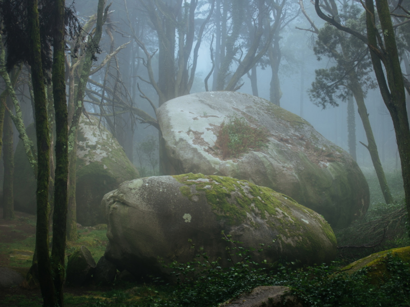 лес, деревья, камни, туман