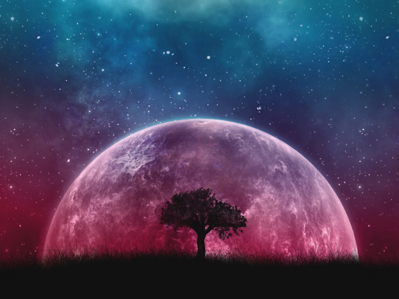 дерево, ночь, планета