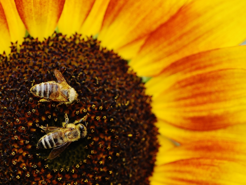 подсолнух, пчёлы