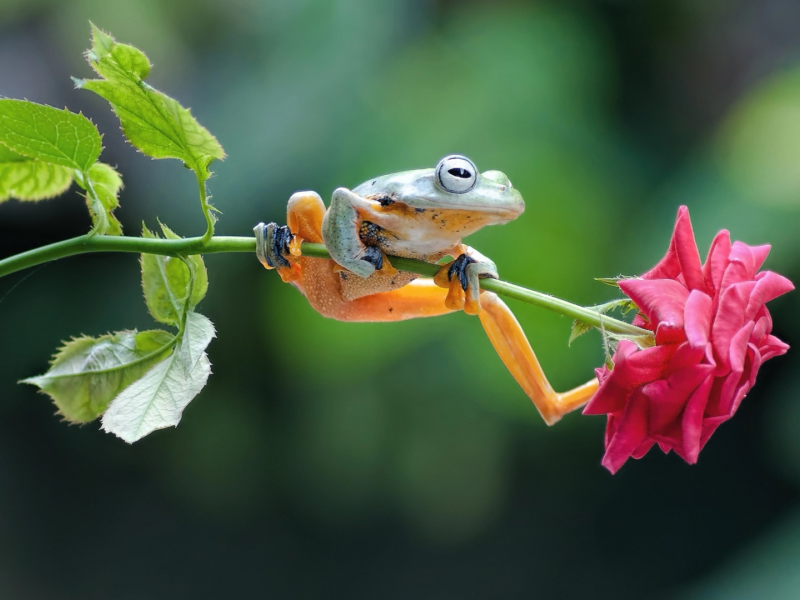 лягушка, на цветке