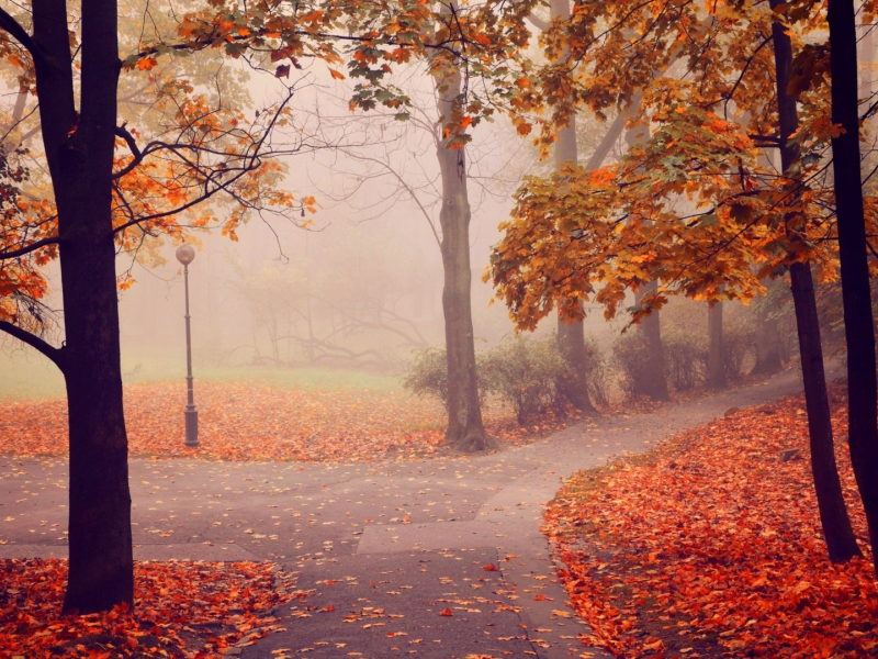 парк, осень, листопад, туман