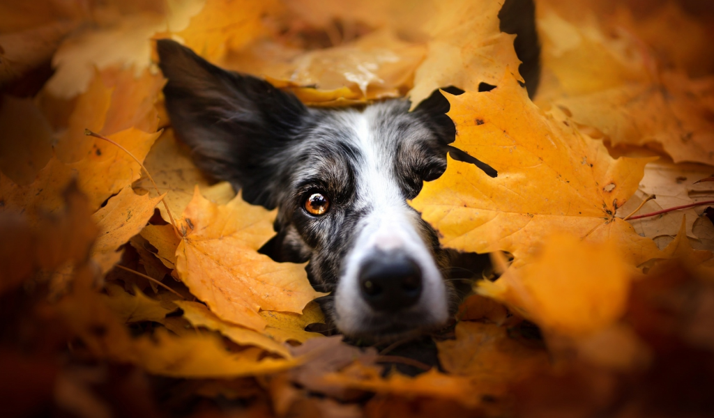 собака, животное, в листьях