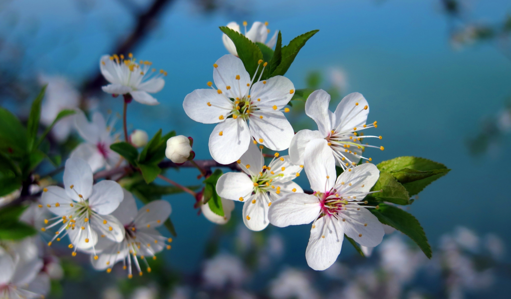 цветы вишни, весна