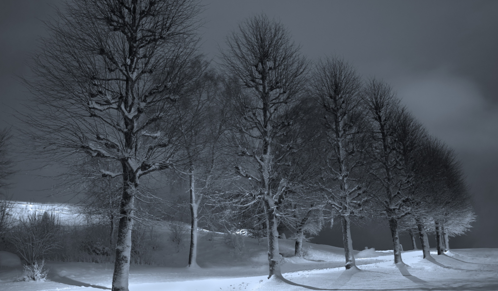 ночь, деревья, снег, зима