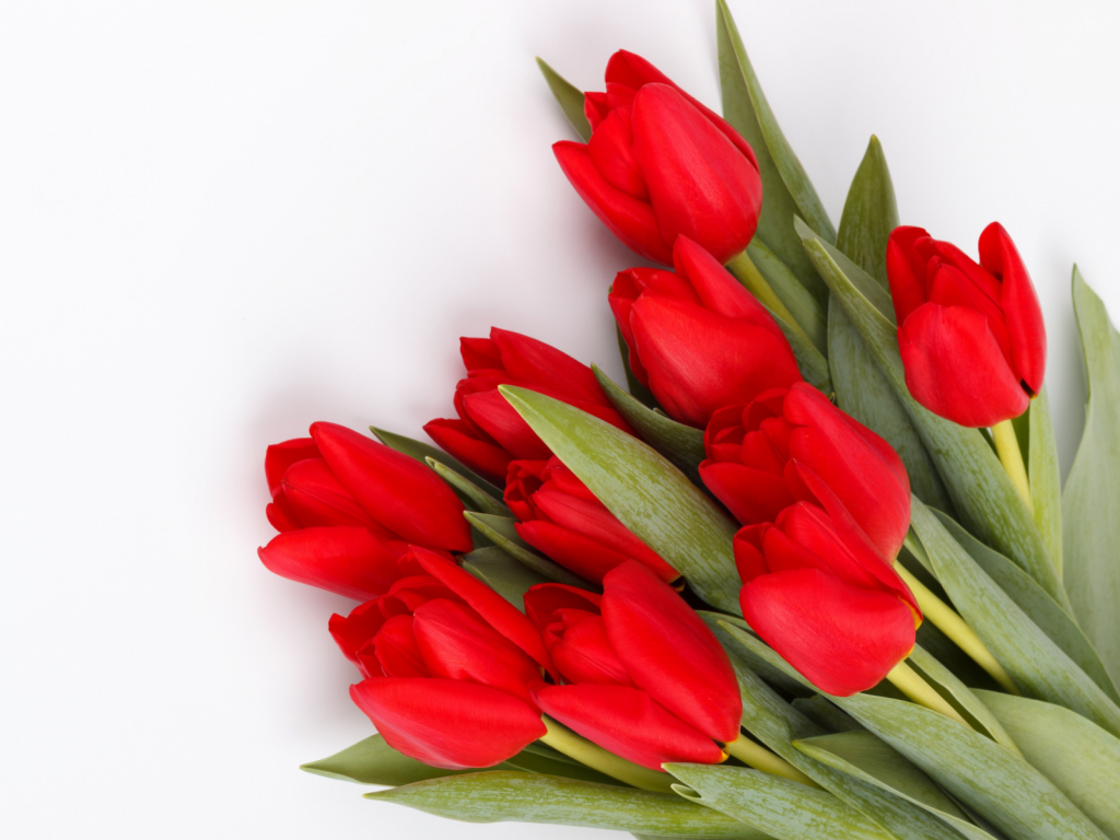 цветы, тюльпаны красные
