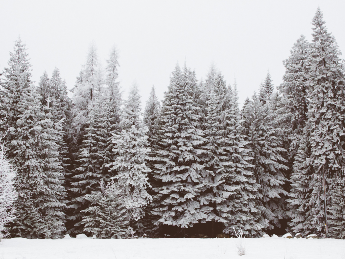 зима, снег, деревья, лес