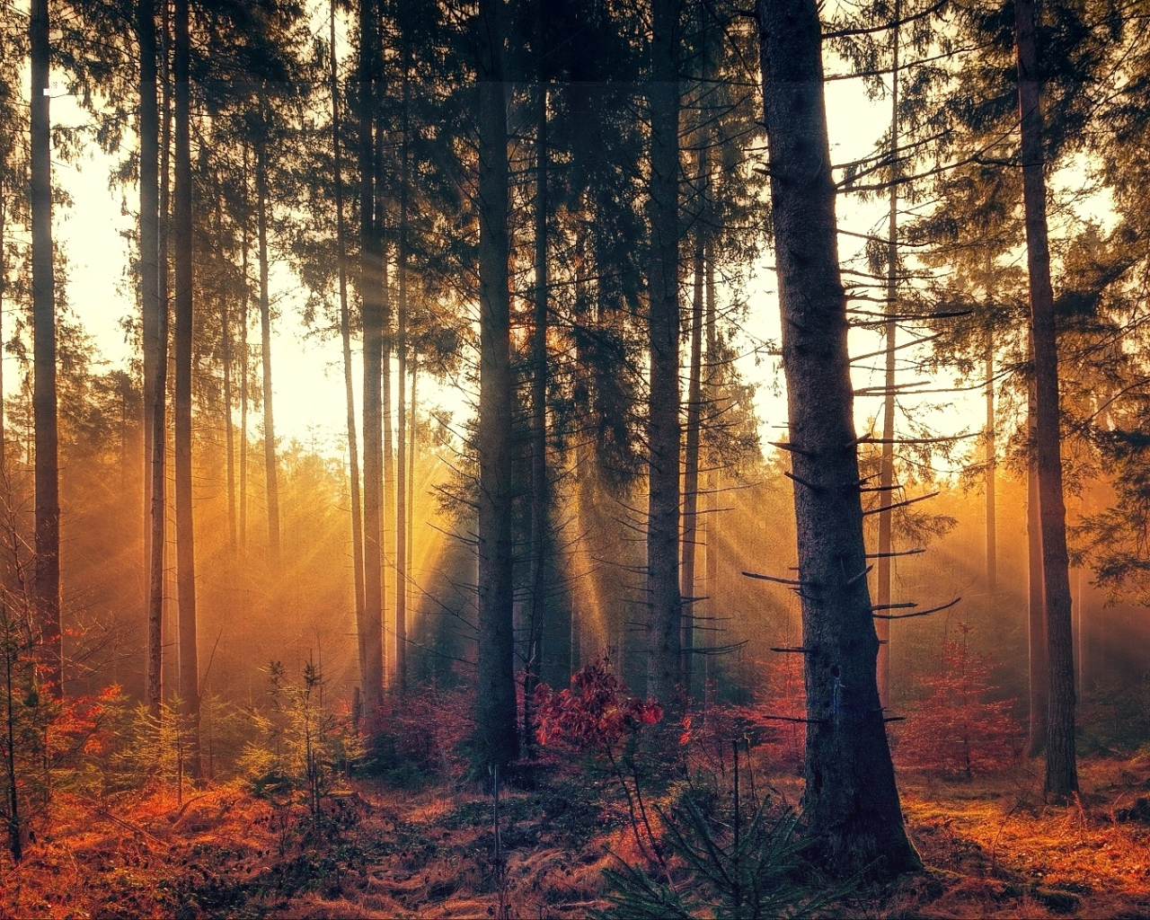 лес, деревья, утро, туман