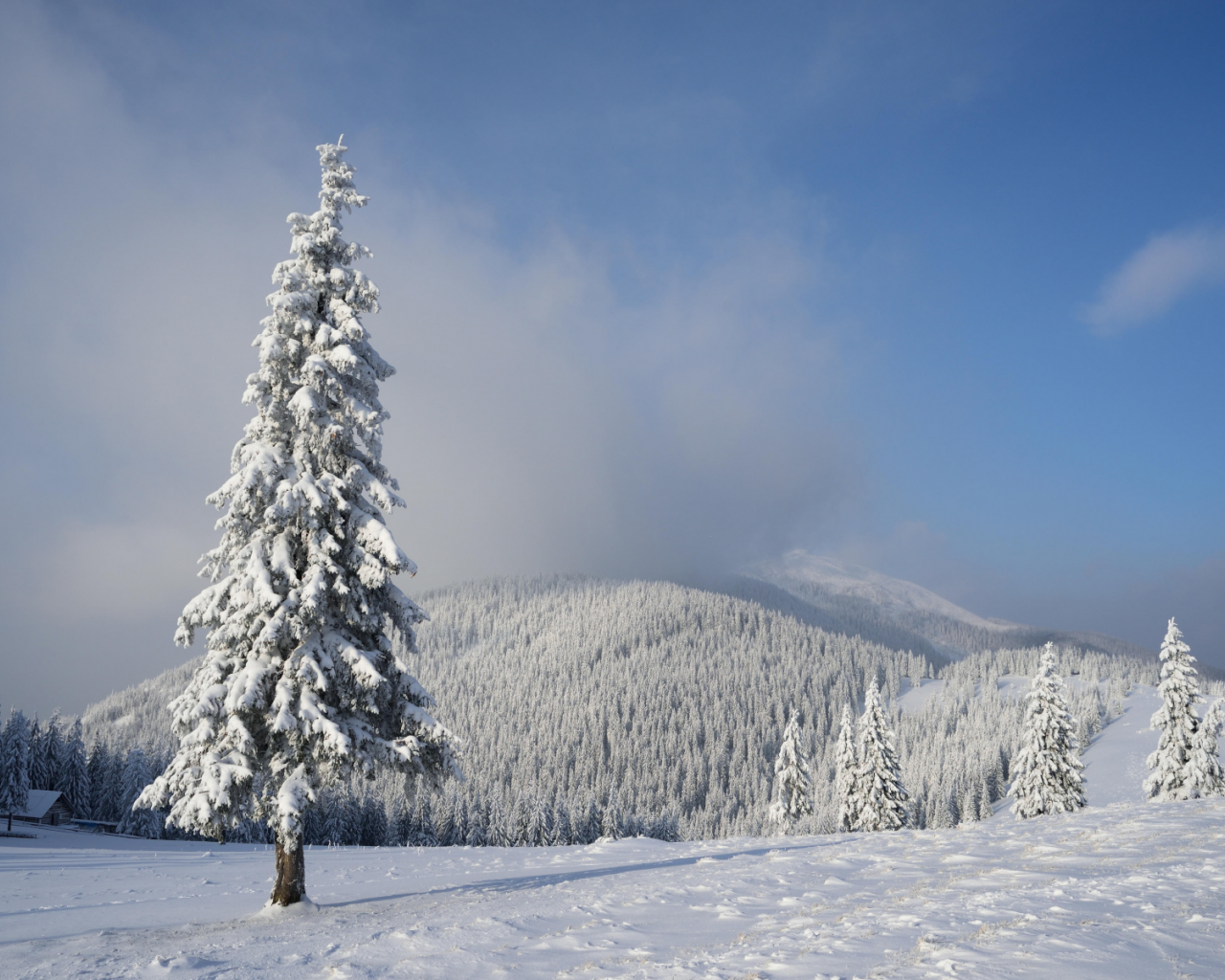 зима, снег, деревья, сугробы