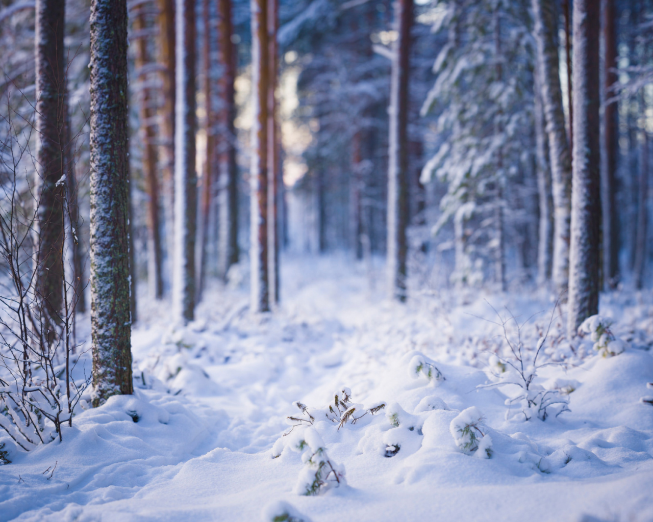 лес, деревья, снег, зима