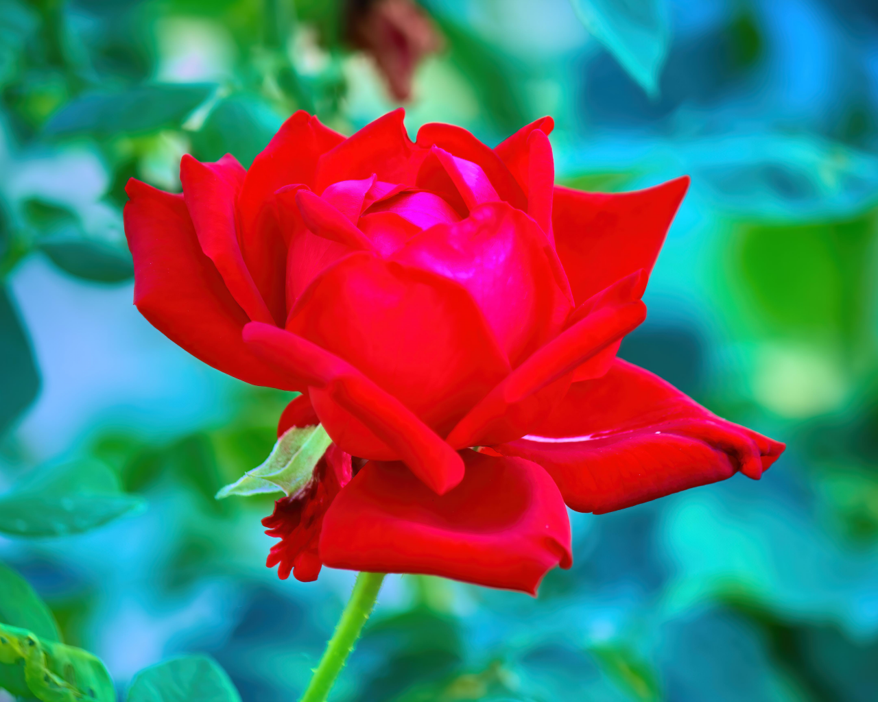 цветок, роза красная