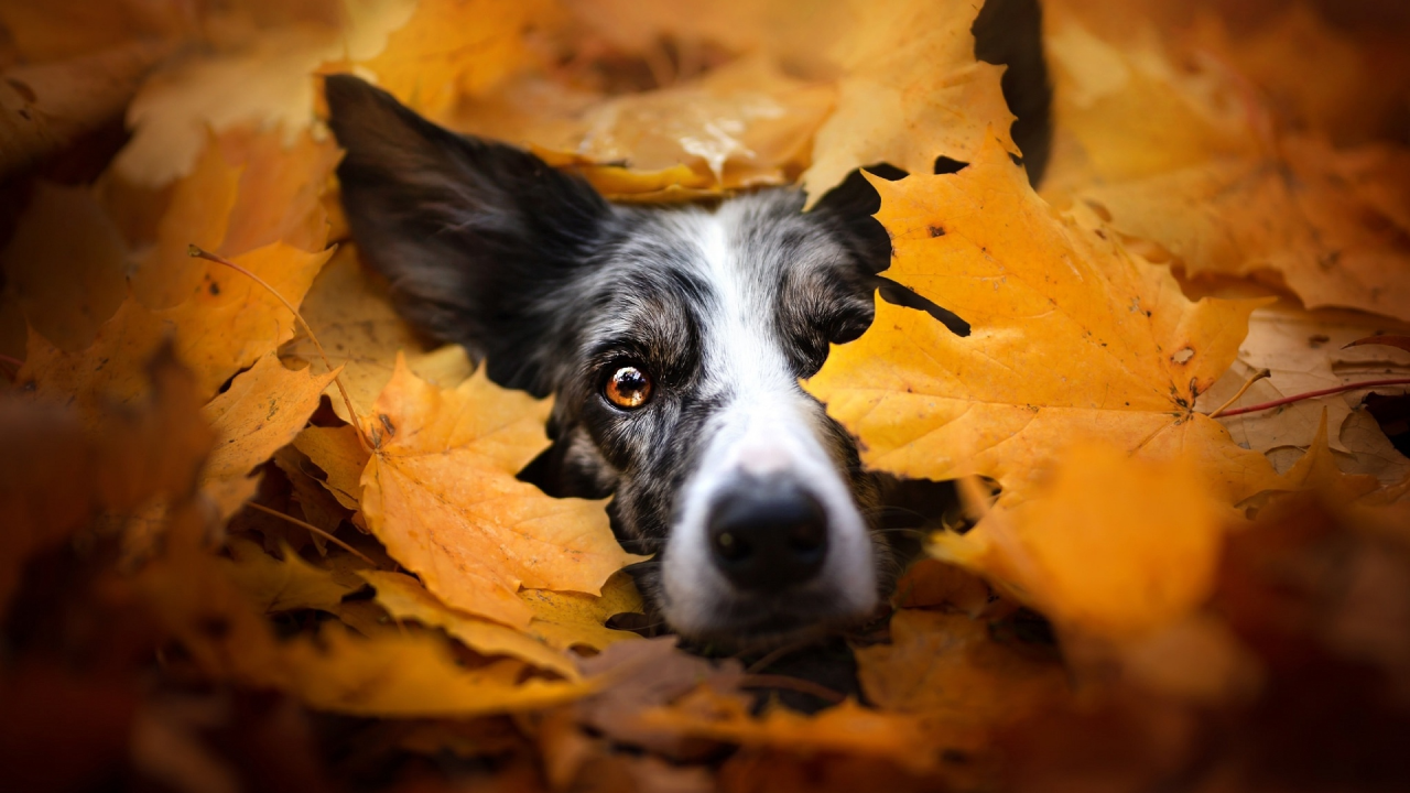 собака, животное, в листьях