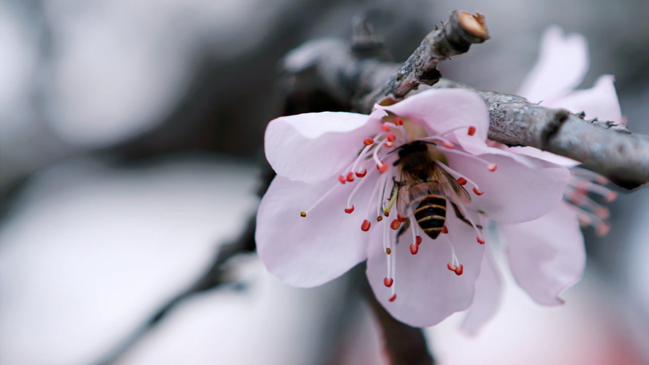 цветок, пчела