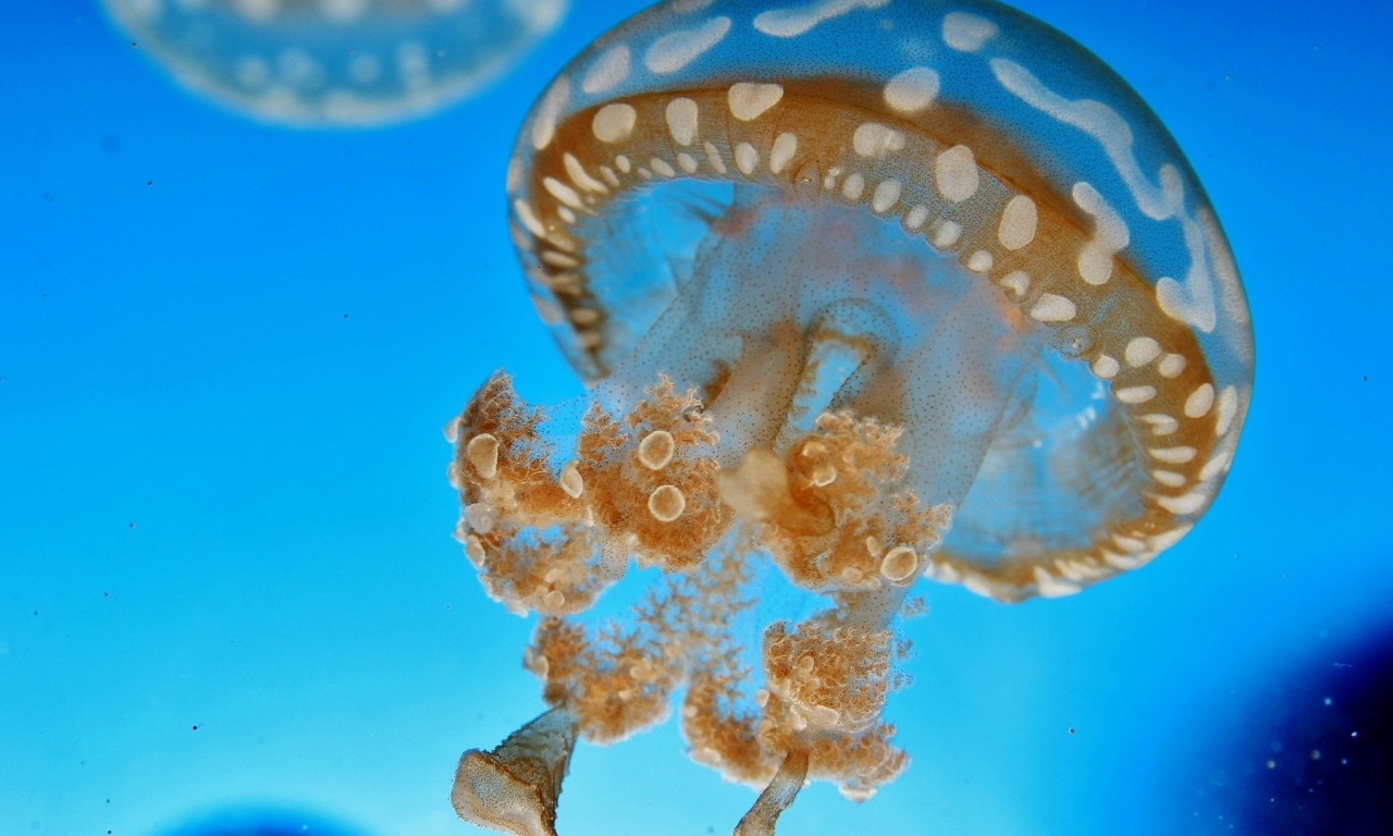 медуза, в океане