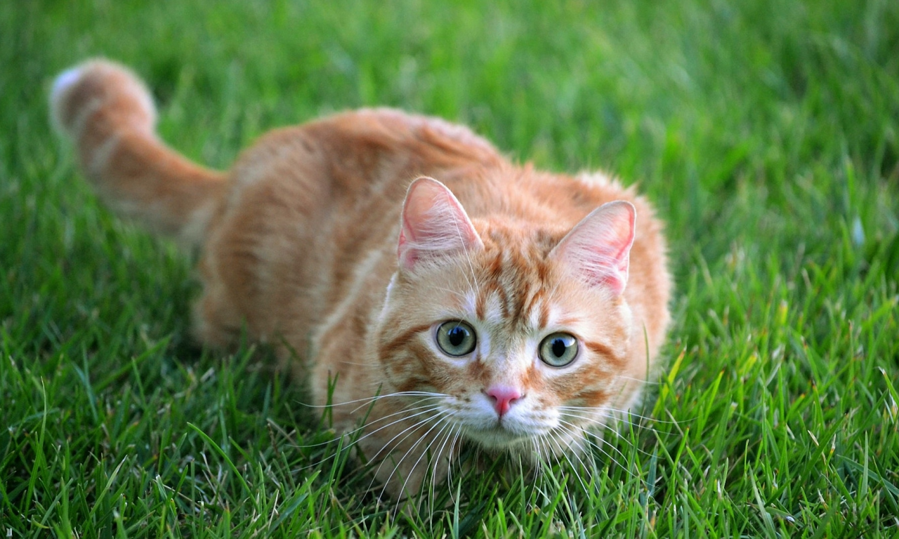 кот рыжий, взгляд, лежит на траве
