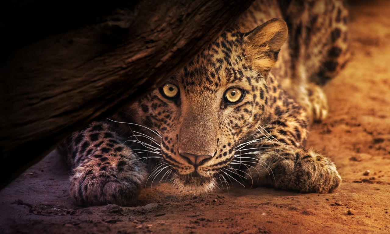 леопард, хищник