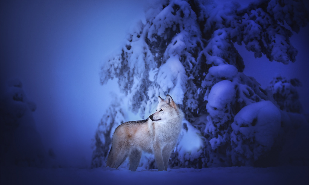 волк, животное, зима