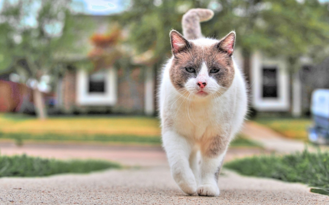 кот, животное, прогулка